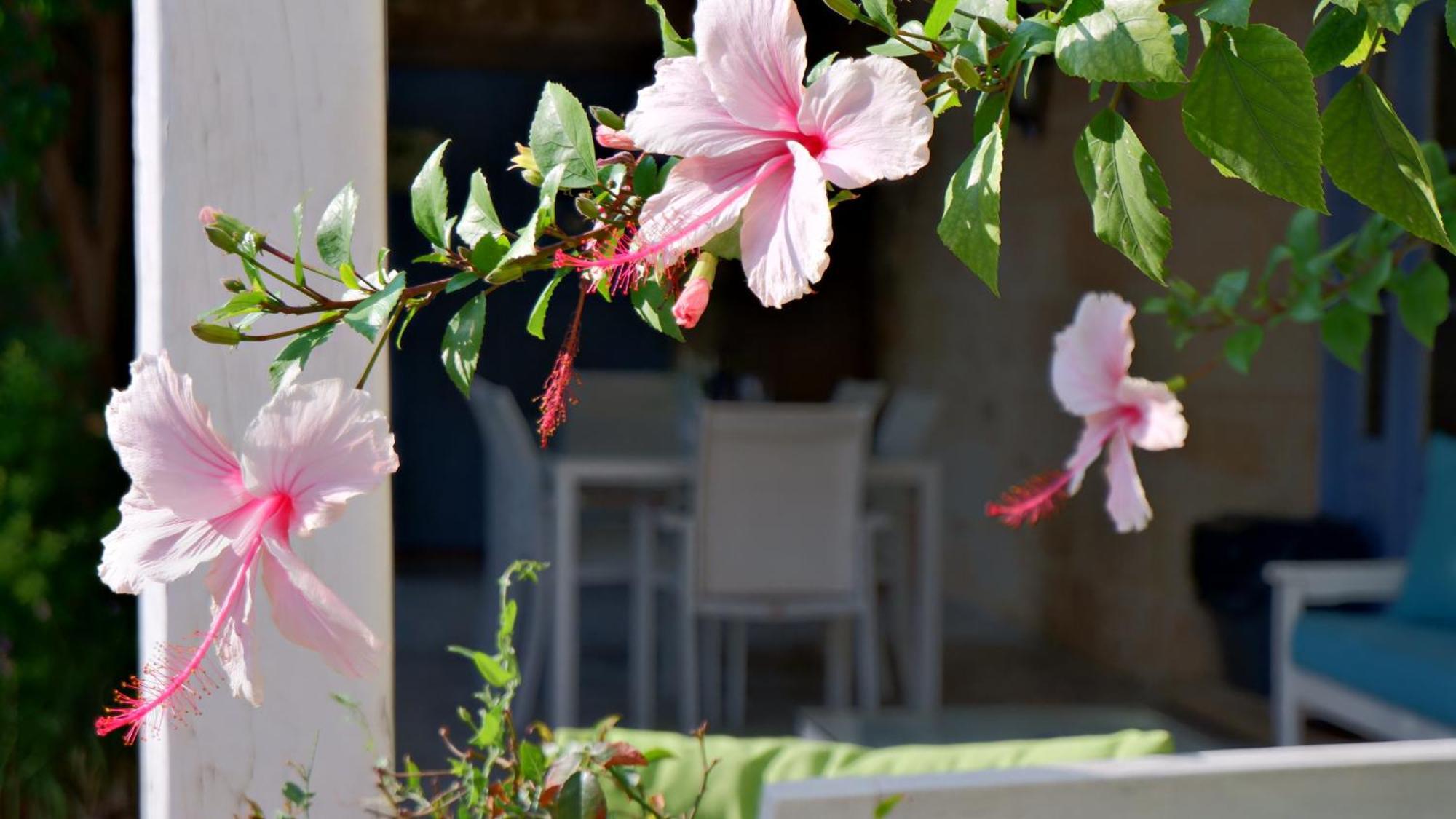 Village Knights Accommodation Żebbuġ Buitenkant foto